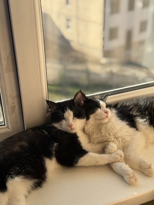 Отдаю в хорошие руки