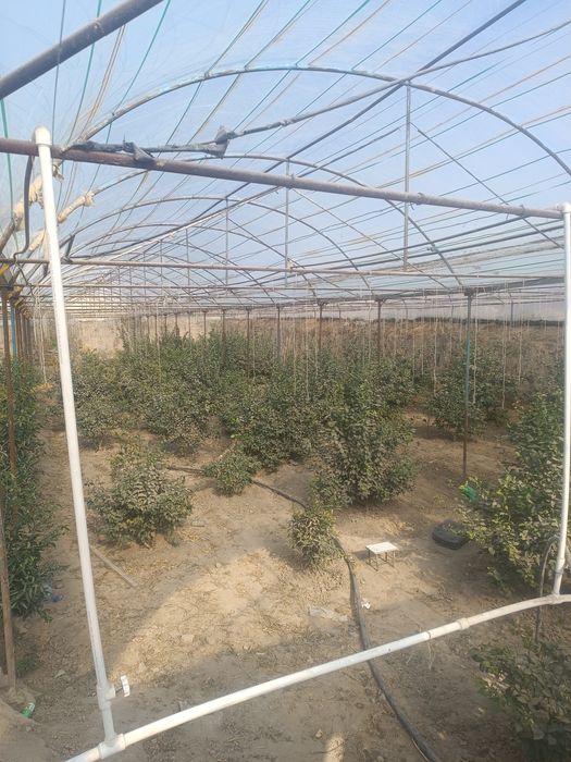 Yer uchastka sotiladi srochno