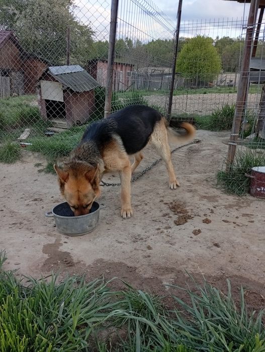 Câine lup ciobanesc german donatie