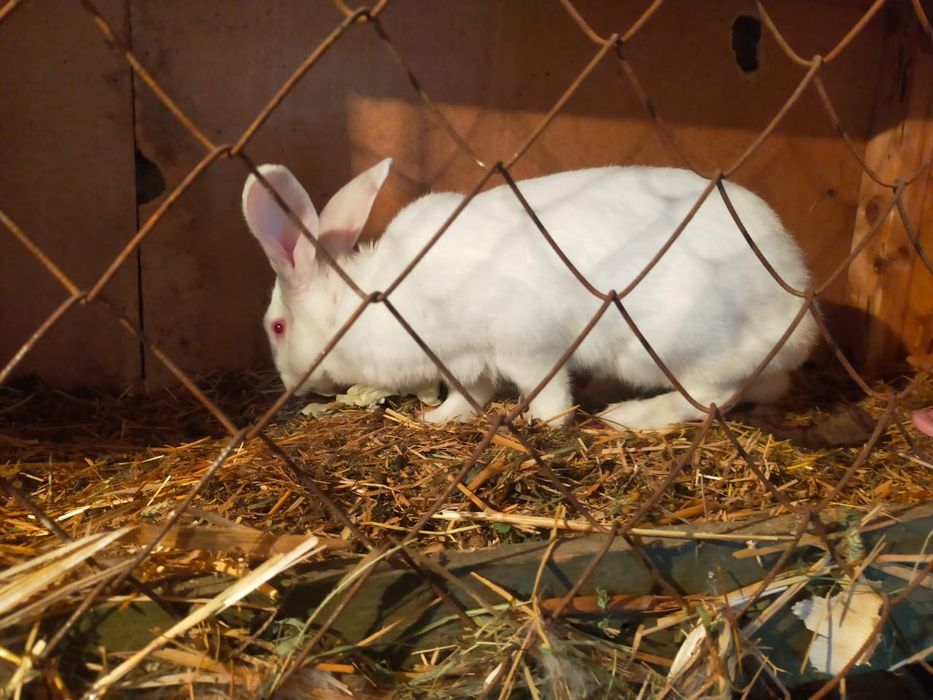 Крольчики срочно.