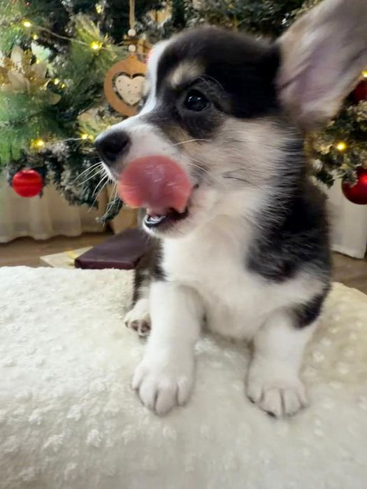 Вельш корги пемброк триколорного окраса