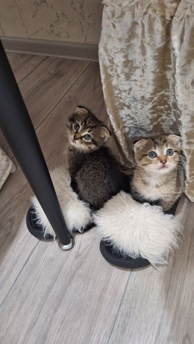 отдам в добрые руки  котят скоттиш-фолд