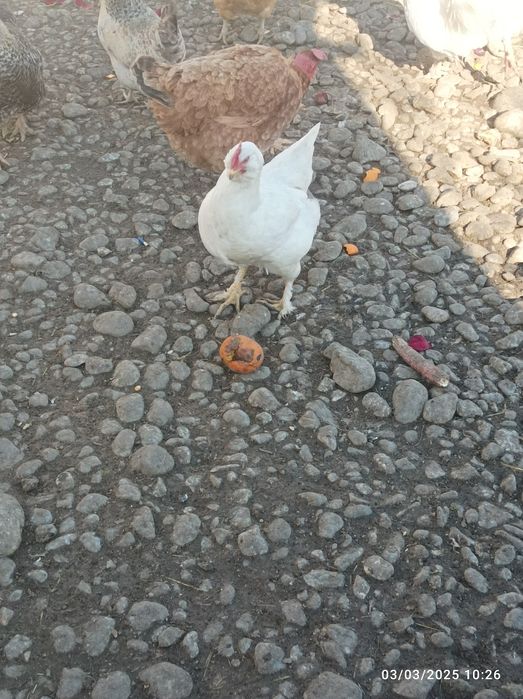 Ouă pentru incubat și consum