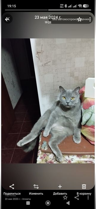 Отдам кота в добрые руки