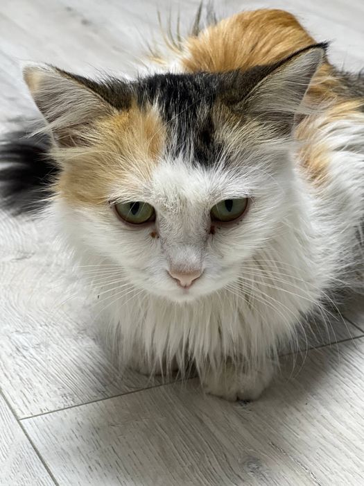 Кошка Лея, 2 года в семью