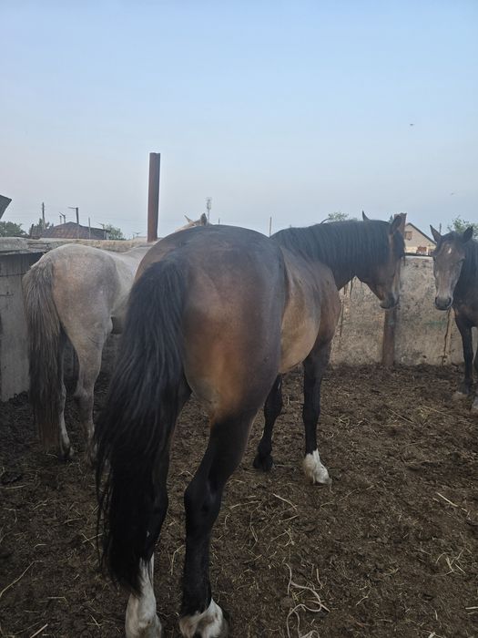 Продам жеребца новоалтайская