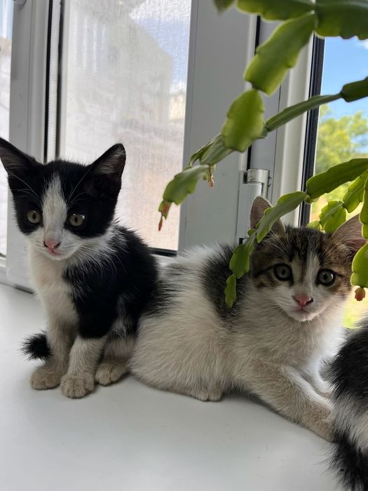 Котята в заботливые руки