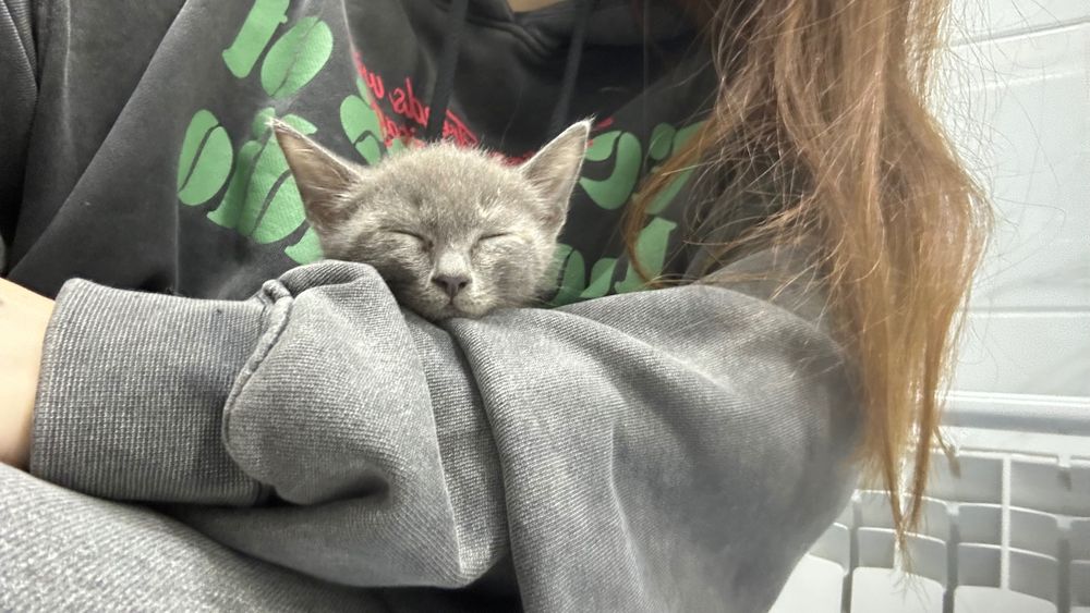 Котенок-девочка 1,5-2 месяца