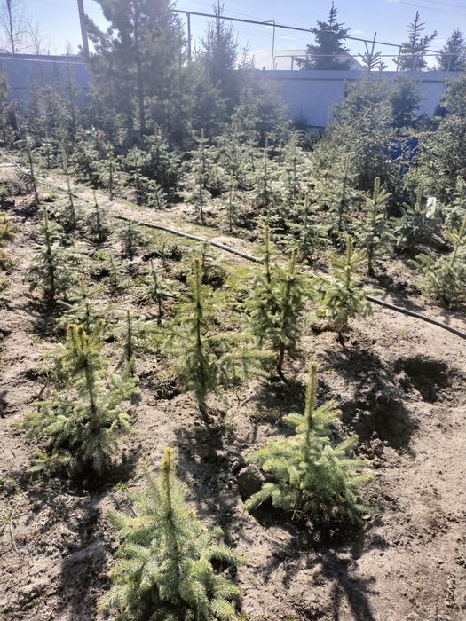 Ели голубые и сибирские