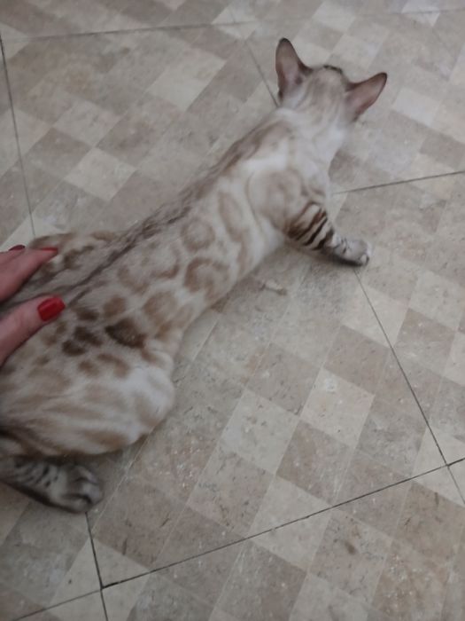 Бенгальская  кошка продам