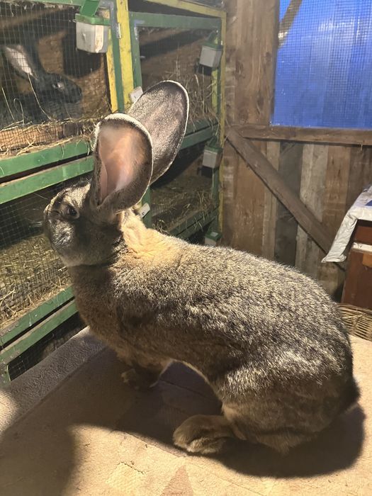 Vind mascul urias gri