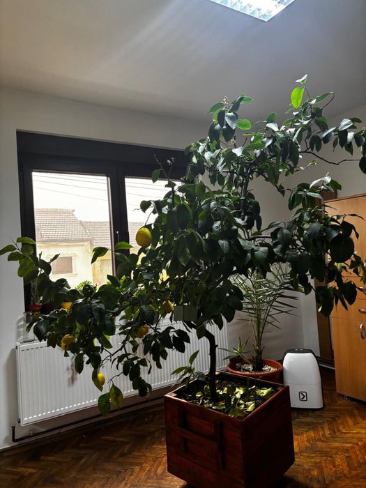 Lamai foarte roditor peate 2 m inaltime!!!