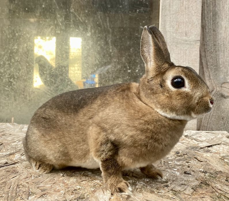 Iepuri rex pitic si castor rex pitic