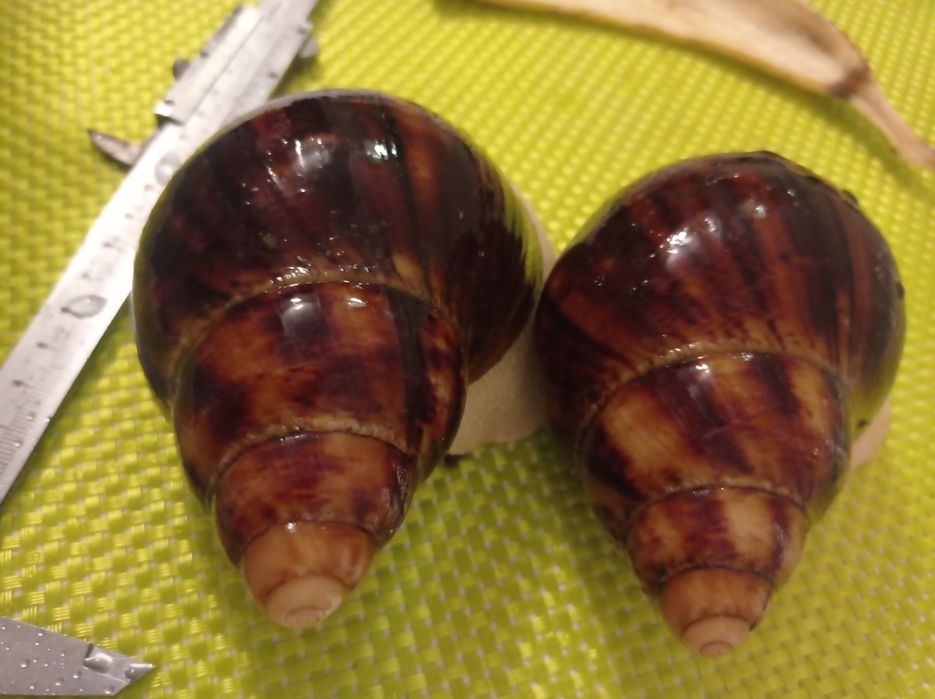 Улитки. Архахатина овум(альбиносы)