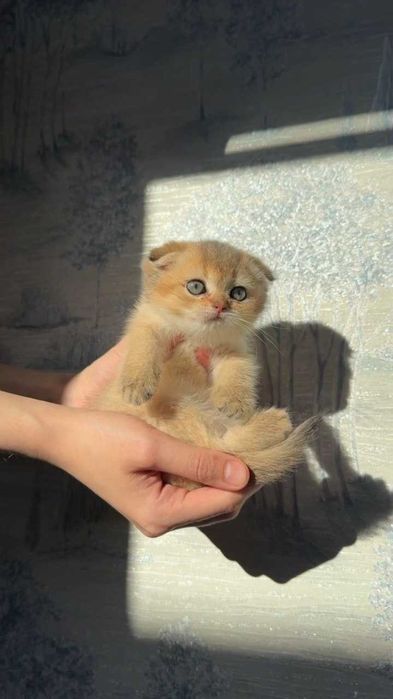 Породистые котята шиншиллы 2 месяца. Ташкент