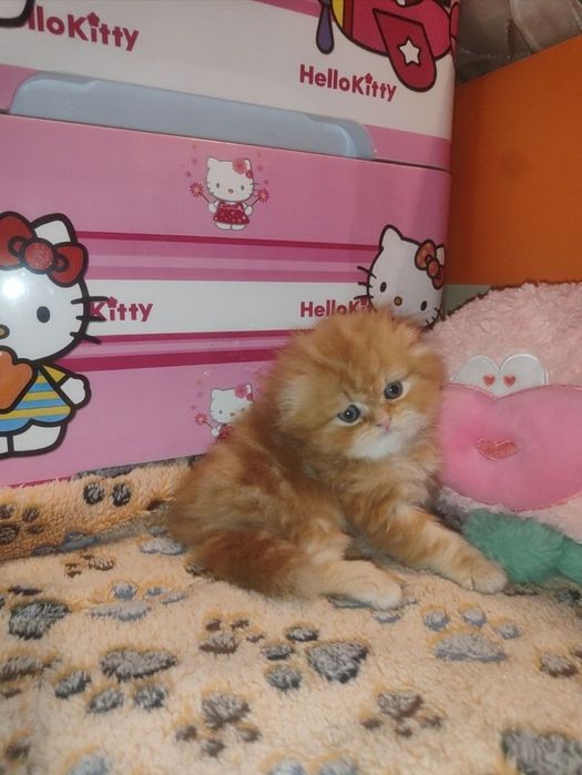 Продается   Скоттиш фолд
