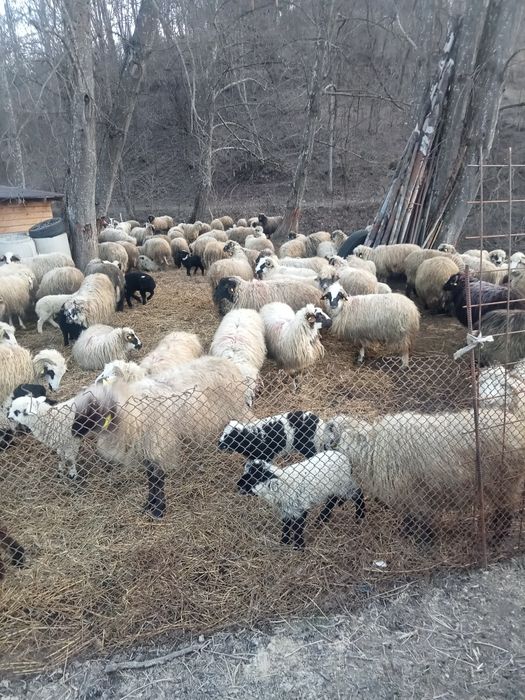 Vând 150 oi cu miei