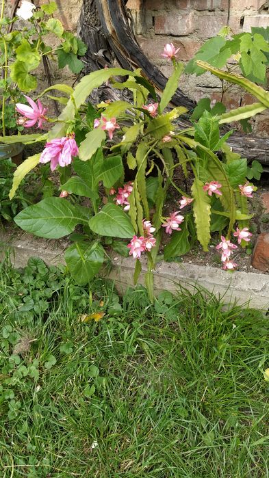 Vând cactus Epiphyllum