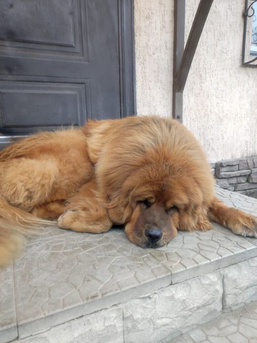 Тибетский Мастиф