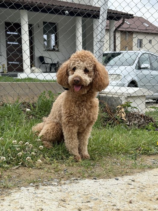 Pudel pitic cu pedigree