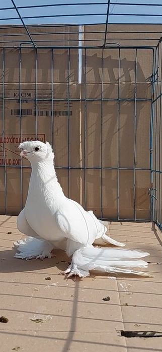 Голуби игровых кровей