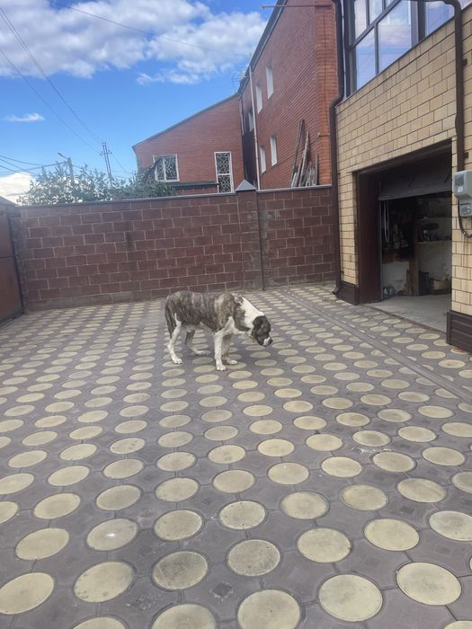 Ищем невесту для алабая 5 лет