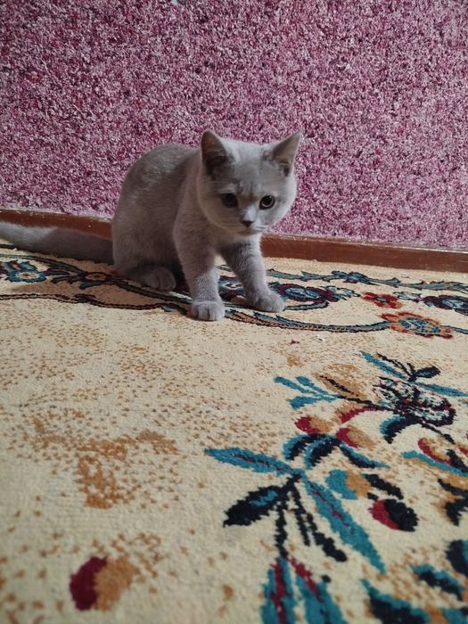 Скоттиш фолд,страйт