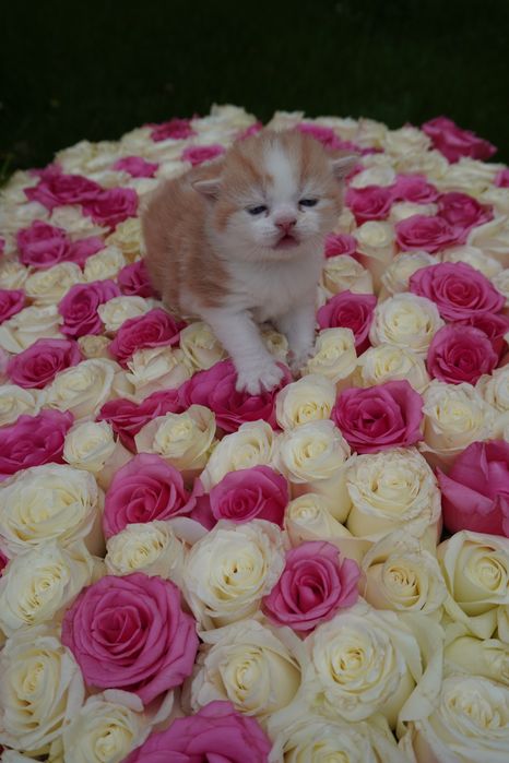 котенок мальчик скотиш страйт