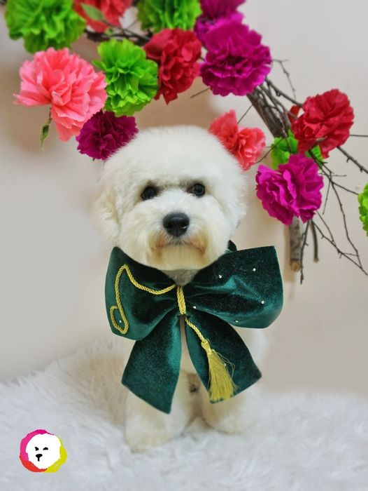 Pui Bichon Frise Pedigree FCI