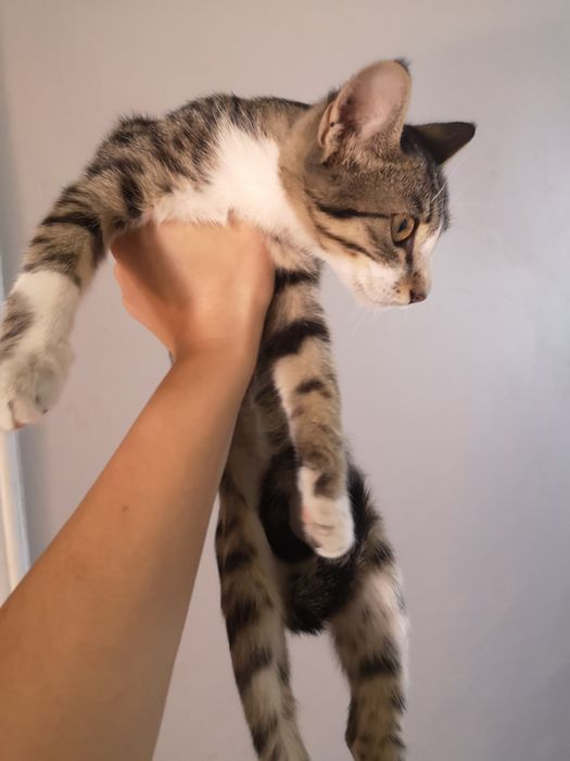 Котенок мальчик 2мес
