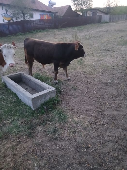 De vânzare vitel de 6 luni