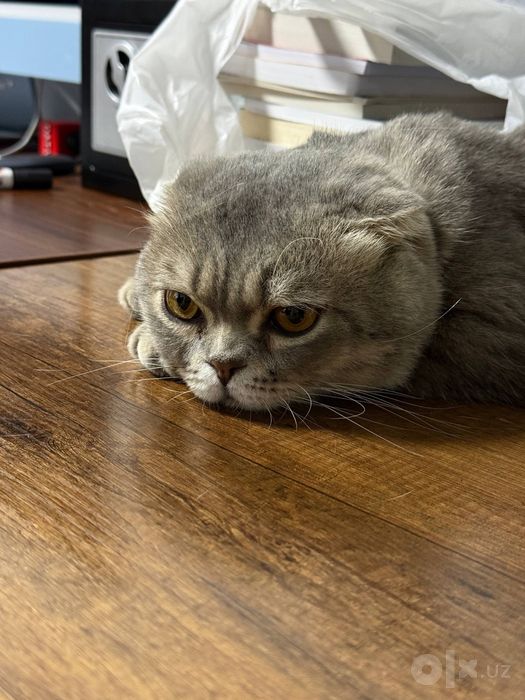Продаётся шотландский котик 1,5 года