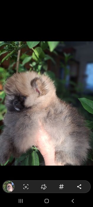 Продам щенков шпица