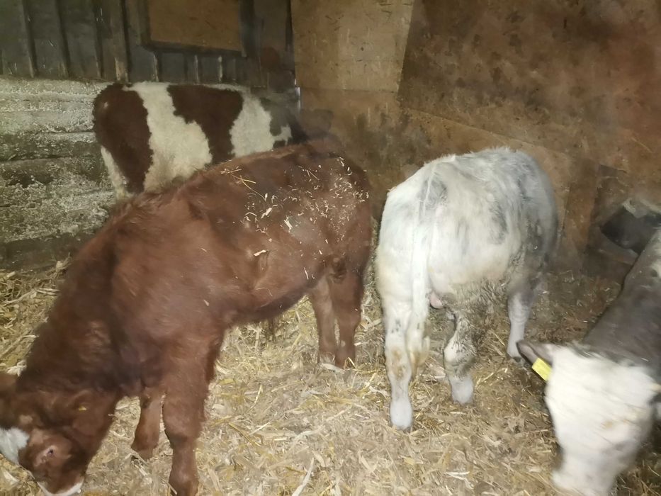 Vitei crescuți pe boxă