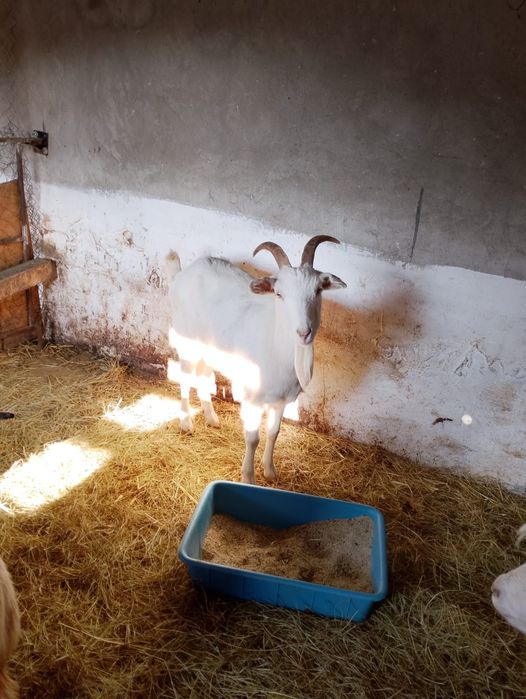 5 бременни кози / Козите