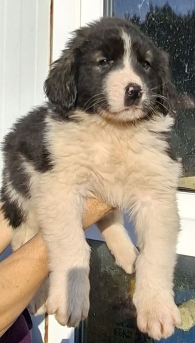 Ciobanesc Romanesc de Bucovina