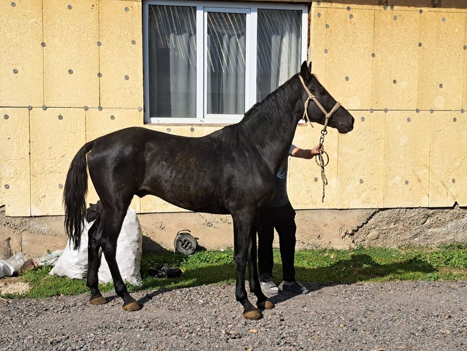 Продам Лошадь жеребец Айгыр Чик