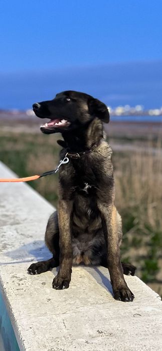 Бельгийская овчарка Малинуа