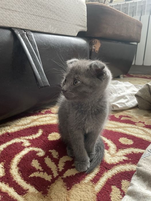 Серый котенок добрые руки