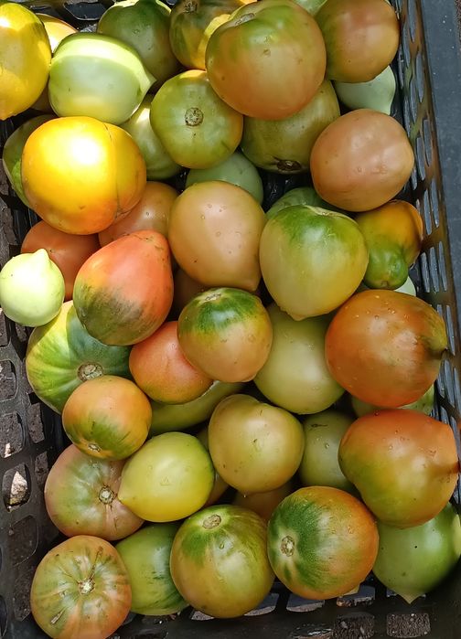 Продам помидоры разных сортов