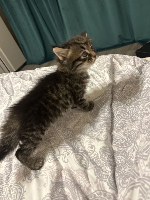продам котят плродистых