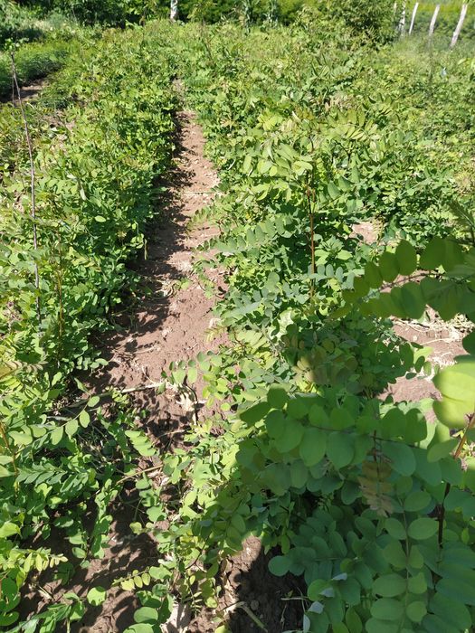 Puieți salcâm anul 1