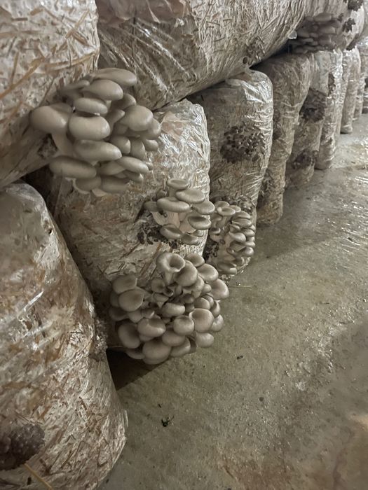 Pleurotus Bihor de vânzare