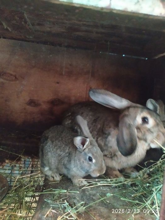 Продаются Домашние Кролики 2.5 месяцаяца