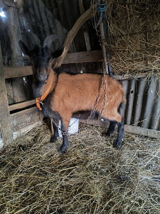 Pereche alpine disponibile