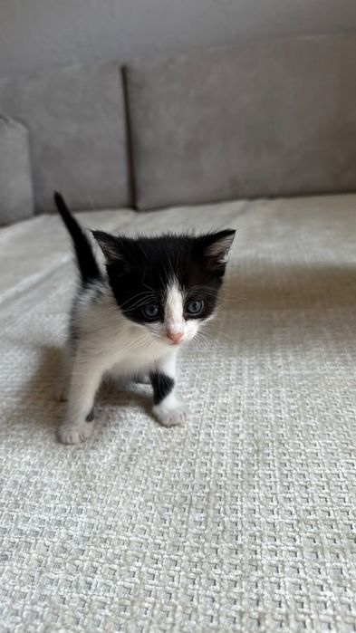 Отдам котят бесплатно