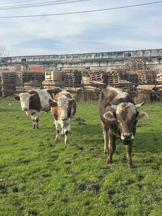 Vand tauri greutati 500-700 kg