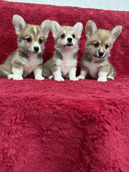 Мылыши вельш корги