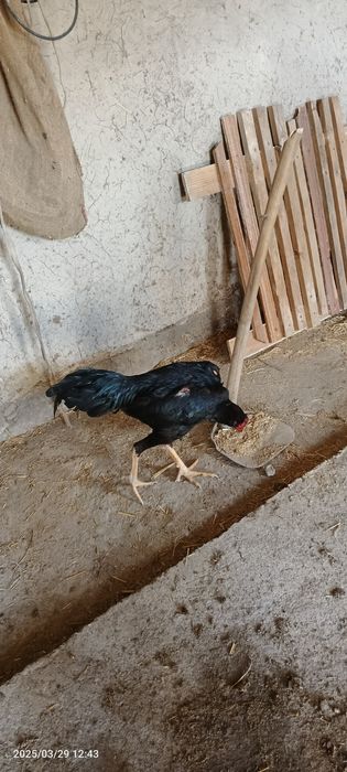 Para sotiladi qoravoylar