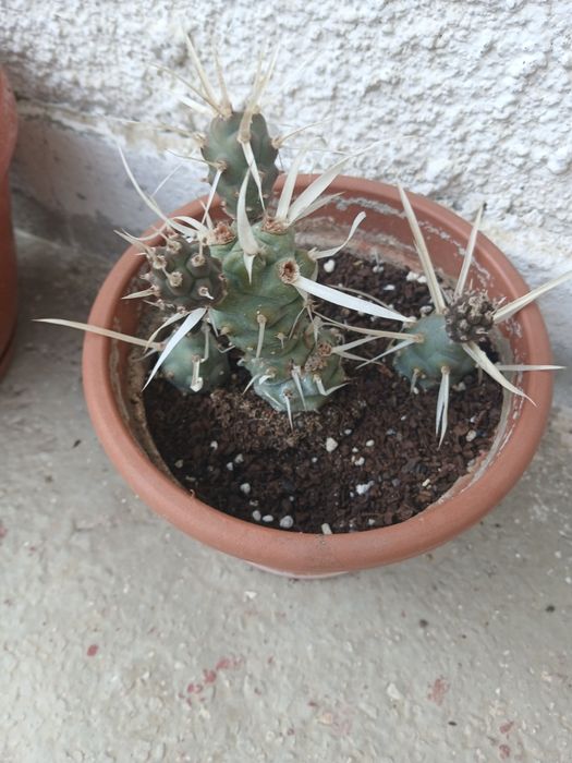 Cactus cu țepi de hartie,  raritate